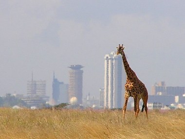 560px-Giraffe_-_Skyline_-_Nairobi_-_Park