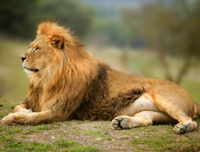 Check Safari Gallery 2