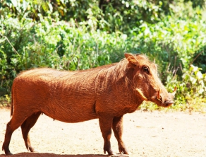 Vestibulum commodo