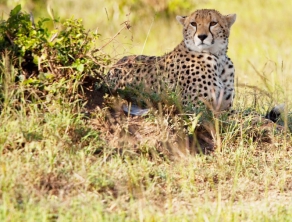 Check Safari Gallery 5