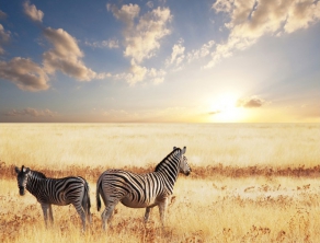Check Safari Gallery 5