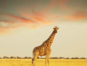 Check Safari Gallery 5