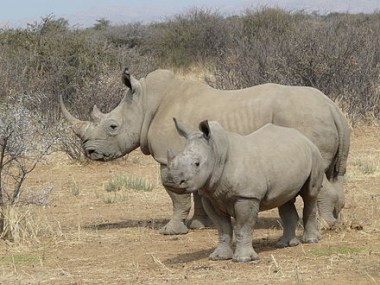 White_rhino_2008_08