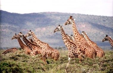 africa-animals-giraffes-385348