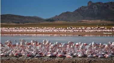 ews-of-the-Greater-Flamingo-colony-at-Ezzemoul_380x380