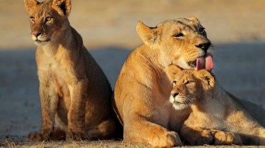 lioness-with-her-cubs-southern-africa