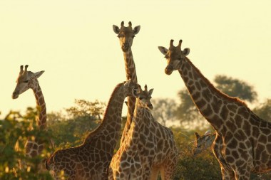 giraffes